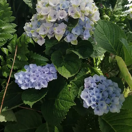 게스트하우스 Sunny Ofir